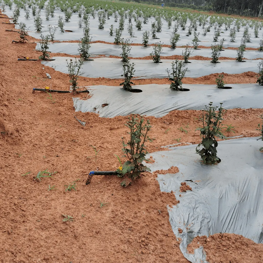 Farm drip with mulch film