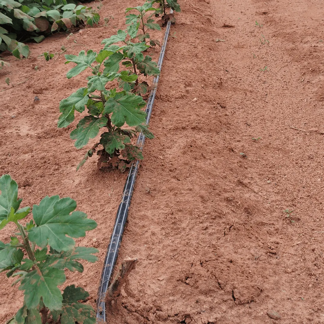 Farm drip irrigation lateral lines near Bangalore