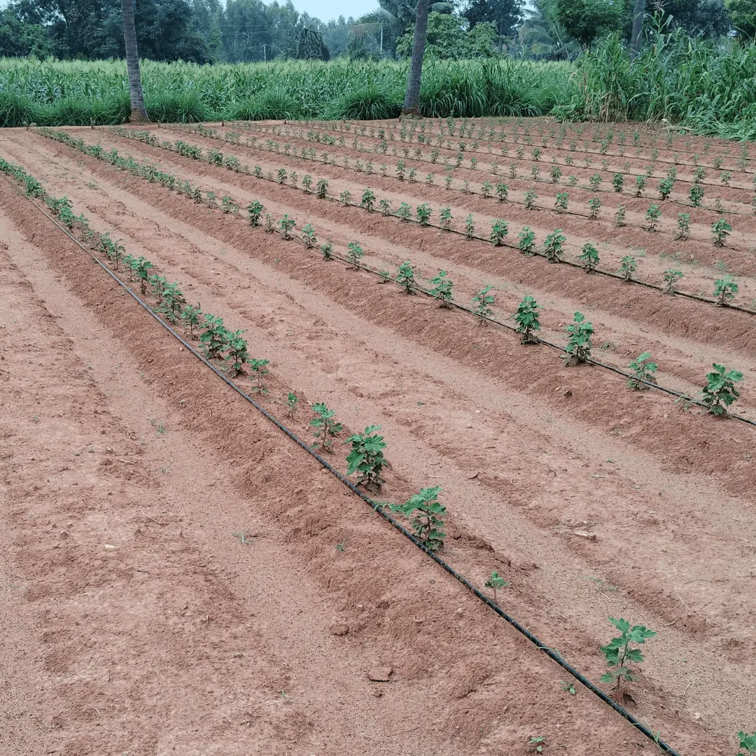 Drip laterals on a farm plot