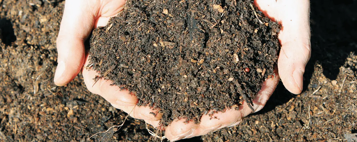 Potting soil for containers in Bangalore