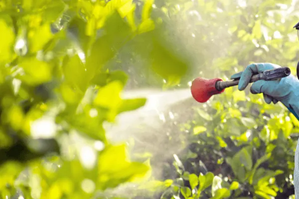 Plant Pest Control in Bangalore