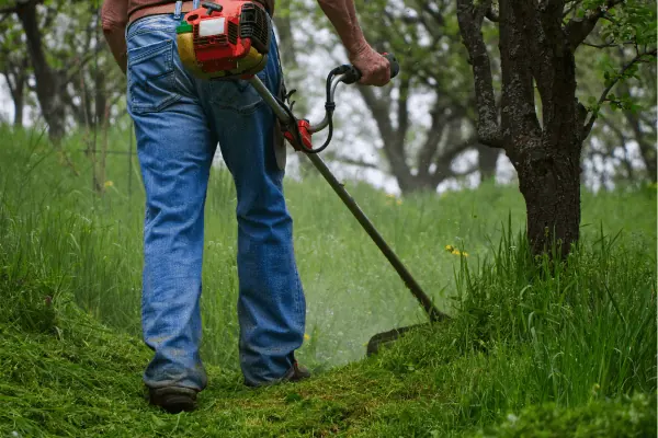 Tree trimming and pruning in Bangalore